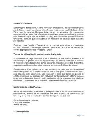 Tema: Manejo de Pastos y Sistemas Silvopastoriles
Dr. Otoniel López López
Página 28
Cuidados culturales
En la mayoría de los casos, y salvo muy raras excepciones, las especies forrajeras
plantadas no reciben atenciones culturales que mejoren sus posibilidades de éxito.
En el caso del Jaragua, Guinea y Asia, que son las especies más comunes en
nuestro medio, es hasta después del primer pastoreo, que se desmatonan y queman
para controlar algún tipo de maleza. Es muy raro que estas plantaciones sean
fertilizadas, e incluso que se les aplique un insecticida en caso que sean atacadas
por insectos.
Especies como Estrella y Taiwán A-144, sobre todo este último, son motivo de
labores culturales como chapia, aporque, fertilización, aplicación de herbicidas,
control de plagas (insectos y roedores) y riego.
Tiempo de utilización del pasto después de plantado
El tiempo que se deja transcurrir entre la siembra de una especie forrajera y su
utilización por el ganado, varía de acuerdo al tipo de pastura sembrado, a la clase
de material empleado (semillas, cañas, estolones, macollas), densidad de siembra,
preparación del terreno, humedad existente en el suelo, fertilidad del mismo.
En nuestro medio es común que un área sembrada de pasto sea utilizada cuando
todavía las plantas de la especie forrajera no han arraigado suficientemente como
para soportar este tratamiento. Esta situación y otras que ponen en peligro el
establecimiento de las pasturas son motivadas por la imprevisión. El tener ganado
en exceso en las áreas de pasto, así como la carencia de un número apropiado de
divisiones, contribuyan a hacer más difícil el establecimiento de los pastos.
Mantenimiento de las Pasturas
Para el establecimiento y persistencia de la pastura en el futuro, deberá tomarse en
consideración, además de la localización del área, el grado de preparación del
terreno y la especie escogida, tres ajustes de importancia, que son:
Control oportuno de malezas.
Control de insectos.
Primer pastoreo.
 