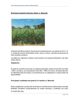 Tema: Manejo de Pastos y Sistemas Silvopastoriles
Dr. Otoniel López López
Página 34
Brachiaria brizantha (Hochse). Etapf. cv. Marandú
Originaria del África tropical. Gramínea de macolla rigurosa, con alturas de 0.8 a 1.5
m; presenta rizomas horizontales cortos, duros y curvos, cubiertas de escamas de
color amarilla o púrpura.
Los tallos son vigorosos, erectos o semi erectos, con escasa ramificación y de color
verde intenso.
Adaptación
El pasto B. brizantha crece bien en regiones tropicales, desde el nivel del mar hasta
1,800 m de altura, con precipitación entre 800 – 3500 mm al año. Se desarrolla bien
en diferentes tipos de suelos y se caracteriza por su adaptación a suelos ácidos de
baja fertilidad.
Principales cualidades del pasto B. br izantha cv. Marandú
Buena adaptación y producción de forraje en condiciones de suelos ácidos y de baja
fertilidad; Excelente comportamiento en suelos arenosos u arcillosos con buen
 