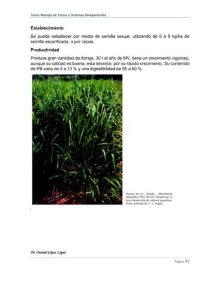 Tema: Manejo de Pastos y Sistemas Silvopastoriles
Dr. Otoniel López López
Página 42
Establecimiento
Se puede establecer por medio de semilla sexual, utilizando de 6 a 8 kg/ha de
semilla escarificada, o por cepas.
Productividad
Produce gran cantidad de forraje, 30 t al año de MV, tiene un crecimiento vigoroso,
aunque su calidad es buena, esta decrece, por su rápido crecimiento. Su contenido
de PB varia de 5 a 13 % y una digestibilidad de 55 a 60 %.
 
