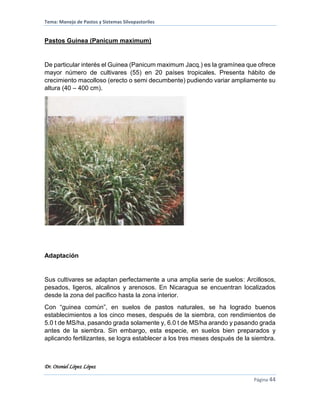 Tema: Manejo de Pastos y Sistemas Silvopastoriles
Dr. Otoniel López López
Página 44
Pastos Guinea (Panicum maximum)
De particular interés el Guinea (Panicum maximum Jacq.) es la gramínea que ofrece
mayor número de cultivares (55) en 20 países tropicales. Presenta hábito de
crecimiento macolloso (erecto o semi decumbente) pudiendo variar ampliamente su
altura (40 – 400 cm).
Adaptación
Sus cultivares se adaptan perfectamente a una amplia serie de suelos: Arcillosos,
pesados, ligeros, alcalinos y arenosos. En Nicaragua se encuentran localizados
desde la zona del pacifico hasta la zona interior.
Con “guinea común”, en suelos de pastos naturales, se ha logrado buenos
establecimientos a los cinco meses, después de la siembra, con rendimientos de
5.0 t de MS/ha, pasando grada solamente y, 6.0 t de MS/ha arando y pasando grada
antes de la siembra. Sin embargo, esta especie, en suelos bien preparados y
aplicando fertilizantes, se logra establecer a los tres meses después de la siembra.
 
