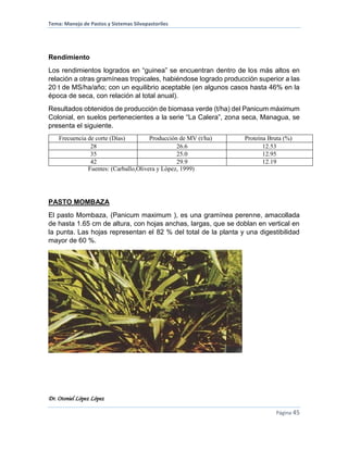 Tema: Manejo de Pastos y Sistemas Silvopastoriles
Dr. Otoniel López López
Página 45
Rendimiento
Los rendimientos logrados en “guinea” se encuentran dentro de los más altos en
relación a otras gramíneas tropicales, habiéndose logrado producción superior a las
20 t de MS/ha/año; con un equilibrio aceptable (en algunos casos hasta 46% en la
época de seca, con relación al total anual).
Resultados obtenidos de producción de biomasa verde (t/ha) del Panicum máximum
Colonial, en suelos pertenecientes a la serie “La Calera”, zona seca, Managua, se
presenta el siguiente.
Frecuencia de corte (Días) Producción de MV (t/ha) Proteína Bruta (%)
28 26.6 12.53
35 25.0 12.95
42 29.9 12.19
Fuentes: (Carballo,Olivera y Lòpez, 1999)
PASTO MOMBAZA
El pasto Mombaza, (Panicum maximum ), es una gramínea perenne, amacollada
de hasta 1.65 cm de altura, con hojas anchas, largas, que se doblan en vertical en
la punta. Las hojas representan el 82 % del total de la planta y una digestibilidad
mayor de 60 %.
 