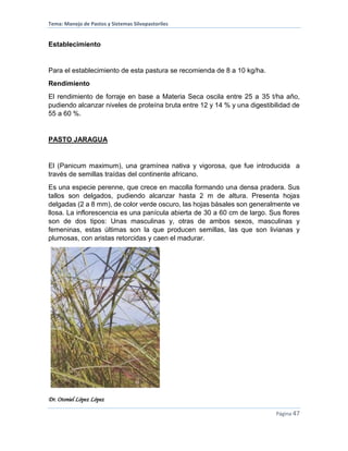 Tema: Manejo de Pastos y Sistemas Silvopastoriles
Dr. Otoniel López López
Página 47
Establecimiento
Para el establecimiento de esta pastura se recomienda de 8 a 10 kg/ha.
Rendimiento
El rendimiento de forraje en base a Materia Seca oscila entre 25 a 35 t/ha año,
pudiendo alcanzar niveles de proteína bruta entre 12 y 14 % y una digestibilidad de
55 a 60 %.
PASTO JARAGUA
El (Panicum maximum), una gramínea nativa y vigorosa, que fue introducida a
través de semillas traídas del continente africano.
Es una especie perenne, que crece en macolla formando una densa pradera. Sus
tallos son delgados, pudiendo alcanzar hasta 2 m de altura. Presenta hojas
delgadas (2 a 8 mm), de color verde oscuro, las hojas básales son generalmente ve
llosa. La inflorescencia es una panícula abierta de 30 a 60 cm de largo. Sus flores
son de dos tipos: Unas masculinas y, otras de ambos sexos, masculinas y
femeninas, estas últimas son la que producen semillas, las que son livianas y
plumosas, con aristas retorcidas y caen el madurar.
 