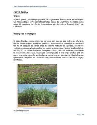 Tema: Manejo de Pastos y Sistemas Silvopastoriles
Dr. Otoniel López López
Página 50
PASTO GAMBA
Origen
El pasto gamba (Andropogon gayanus) es originario de África oriental. En Nicaragua
fue introducido por el Programa Nacional de pastos del MIDINRA a mediados de los
años 80, proviene del Centro Internacional de Agricultura Tropical (CIAT) de
Colombia.
Descripción morfológica
El pasto Gamba, es una gramínea perenne, con más de tres metros de altura de
planta, de crecimiento macolloso, pudiendo alcanzar éstos, diámetros superiores a
los 30 cm después de varios años. El sistema radicular es vigoroso, con raíces
verticales, oblicuas y horizontales, las cuales se desarrollan hasta a una longitud de
80, 50 y 25 cm respectivamente. Este polimorfismo radicular es el responsable de
la resistencia a la sequía. Sus hojas son largas (50 a 110 cm) y anchas (3.5 cm
como promedio), de color verde claro y pubescente en su mayoría. Sus tallos son
ligeramente delgados, sin ramificaciones y terminado en una inflorescencia larga y
ramificada.
 
