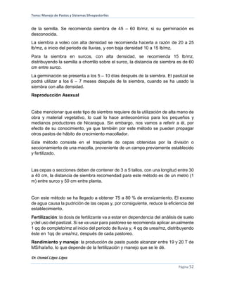 Tema: Manejo de Pastos y Sistemas Silvopastoriles
Dr. Otoniel López López
Página 52
de la semilla. Se recomienda siembra de 45 – 60 lb/mz, si su germinación es
desconocida.
La siembra a voleo con alta densidad se recomienda hacerla a razón de 20 a 25
lb/mz, a inicio del periodo de lluvias, y con baja densidad 10 a 15 lb/mz.
Para la siembra en surcos, con alta densidad, se recomienda 15 lb/mz,
distribuyendo la semilla a chorrillo sobre el surco, la distancia de siembra es de 60
cm entre surco.
La germinación se presenta a los 5 – 10 días después de la siembra. El pastizal se
podrá utilizar a los 6 – 7 meses después de la siembra, cuando se ha usado la
siembra con alta densidad.
Reproducción Asexual
Cabe mencionar que este tipo de siembra requiere de la utilización de alta mano de
obra y material vegetativo, lo cual lo hace antieconómico para los pequeños y
medianos productores de Nicaragua. Sin embargo, nos vamos a referir a él, por
efecto de su conocimiento, ya que también por este método se pueden propagar
otros pastos de hábito de crecimiento macollador.
Este método consiste en el trasplante de cepas obtenidas por la división o
seccionamiento de una macolla, proveniente de un campo previamente establecido
y fertilizado.
Las cepas o secciones deben de contener de 3 a 5 tallos, con una longitud entre 30
a 40 cm, la distancia de siembra recomendad para este método es de un metro (1
m) entre surco y 50 cm entre planta.
Con este método se ha llegado a obtener 75 a 80 % de enraízamiento. El exceso
de agua causa la pudrición de las cepas y, por consiguiente, reduce la eficiencia del
establecimiento.
Fertilización: la dosis de fertilizante va a estar en dependencia del análisis de suelo
y del uso del pastizal. Si se va usar para pastoreo se recomienda aplicar anualmente
1 qq de completo/mz al inicio del periodo de lluvia y, 4 qq de urea/mz, distribuyendo
éste en 1qq de urea/mz, después de cada pastoreo.
Rendimiento y manejo: la producción de pasto puede alcanzar entre 19 y 20 T de
MS/ha/año, lo que depende de la fertilización y manejo que se le dé.
 