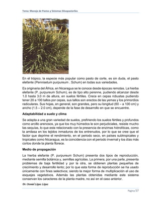 Tema: Manejo de Pastos y Sistemas Silvopastoriles
Dr. Otoniel López López
Página 57
En el trópico, la especie más popular como pasto de corte, es sin duda, el pasto
elefante (Pennisetum purpureum . Schum) en todas sus variedades.
Es originaria del África, en Nicaragua se le conoce desde épocas remotas. La hierba
elefante (P. purpureum Schum), es de tipo alto perenne, pudiendo alcanzar desde
1.0 hasta 3.0 m de altura, en suelos fértiles. Crece en cepas robustas pudiendo
tener 20 a 100 tallos por cepas, sus tallos son erectos de las yemas y los primordios
radiculares. Sus hojas, en general, son grandes, pero su longitud (60 – a 100 cm) y
ancho (1.5 – 2.0 cm), depende de la fase de desarrollo en que se encuentre.
Adaptabilidad a suelo y clima
Se adapta a una gran variedad de suelos, prefiriendo los suelos fértiles y profundos
como arcillo arenosos, ya que los muy húmedos le son perjudiciales, resiste mucho
las sequías, lo que esta relacionado con la presencia de enzimas hidrolíticas, como
la amilasa en los tejidos inmaduros de los entrenudos, por lo que se cree que el
factor que deprime el rendimiento, en el periodo seco, en países subtropicales y
tropicales como Nicaragua, es la coincidencia con el periodo invernal y los días más
cortos donde la planta florece.
Medio de propagación
La hierba elefante (P. purpureum Schum) presenta dos tipos de reproducción,
mediante semilla botánica y, semillas agrícolas. La primera, por una parte, presenta
problemas de baja fertilidad y por la otra, se obtienen plantas pequeñas de
crecimiento y desarrollo lento; por lo que esta forma de reproducción se ha usado
únicamente con fines selectivos; siendo la mejor forma de multiplicación el uso de
esquejes vegetativos. Además las plantas obtenidas mediante este sistema
conservan los caracteres de la planta madre, no así en el caso anterior.
 