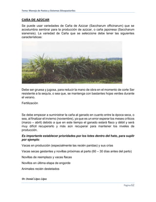 Tema: Manejo de Pastos y Sistemas Silvopastoriles
Dr. Otoniel López López
Página 62
CAÑA DE AZÚCAR
Se puede usar variedades de Caña de Azúcar (Saccharum officinarum) que se
acostumbra sembrar para la producción de azúcar, o caña japonesa (Saccharum
sianensis). La variedad de Caña que se seleccione debe tener las siguientes
características:
Debe ser gruesa y jugosa, para reducir la mano de obra en el momento de corte Ser
resistente a la sequía, o sea que, se mantenga con bastantes hojas verdes durante
el verano.
Fertilización
Se debe empezar a suministrar la caña al ganado en cuanto entre la época seca, o
sea, al finalizar el invierno (noviembre), ya que es un error esperar los meses críticos
(marzo – abril) debido a que en este tiempo el ganado estará flaco y débil y será
muy difícil recuperarlo y más aún recuperar para mantener los niveles de
producción.
Es importante establecer prioridades por los lotes dentro del hato, para suplir
por ejemplo:
Vacas en producción (especialmente las recién paridas) y sus crías
Vacas secas gestantes y novillas próximas al parto (60 – 30 días antes del parto)
Novillas de reemplazo y vacas flacas
Novillos en última etapa de engorde
Animales recién destetados
 