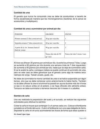 Tema: Manejo de Pastos y Sistemas Silvopastoriles
Dr. Otoniel López López
Página 64
Cantidad de urea
El ganado que nunca ha consumido urea se debe de acostumbrar a hacerlo de
forma escalonada,de manera que los microorganismos (bacterias de la panza se
acostumbre y multipliquen).
Cantidad de urea a suministrar por animal por día:
PERIODO GRAMOS ONZAS
Primera semana (7 días consecutivos) 30 gr por vaca/día 1
Segunda semana (7 días consecutivos) 60 gr por vaca/día 2
A partir de la 3er. Semana hasta el
final de verano
90 gr por vaca/día 3
Nunca dar más de 90
gr/ vaca
Nunca dar más 3 onzas /vaca
Al inicio se ofrecen 30 gramos por animal por día, durante los primeros 7 días. Luego
se aumenta a 60 gramos por día durante una semana (más de 7 días siguientes).
Se aumenta a 90 gramos por animal por día, hasta que se deja de suministrar caña.
Si se le acabó la caña y consigue melaza se puede continuar el suministro de urea,
pero en este caso se debe garantizar que el ganado coma algo de materia seca:
rastrojos de sorgo, Taiwán picado, guate, etc.
No debe de suministrar la misma cantidad de urea si se había suspendido por algún
tiempo, sino que se debe comenzar como anteriormente lo había hecho. También
no se debe ofrecer la urea si el animal ha pasado en ayuna durante más de 4 horas
(o sea si no estuvo antes en el potrero, o se haya ofrecido otro alimento antes).
Tampoco se debe suministrar a terneros menores de 4 meses ni a caballos.
Siembra de caña
Una vez realizada la preparación del suelo y el surcado, se realizan las siguientes
actividades para efectuar la siembra:
Cortar la caña en trozos que contengan 3 o 4 yemas cada uno ; Colocar el fertilizante
completo en el fondo del surco ; Cubrir el fertilizante con una capa delgada de tierra;
Depositar la caña en el surco acomodando los trozos de forma que estos queden a
 