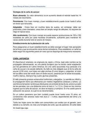 Tema: Manejo de Pastos y Sistemas Silvopastoriles
Dr. Otoniel López López
Página 67
Ventajas de la caña de azúcar:
Buen alimento: Su valor alimenticio va en aumento desde el rebrote hasta los 14
meses de crecimiento.
Persistente: Con buen manejo y buen establecimiento puede durar hasta 8 años
sin tener que renovarlo.
Adaptable : Crece bien en muchos tipos de suelos, sin embargo, debe ser
profundos y bien drenados, crece bien en amplio rango de altitudes, no requiere de
riego en época seca.
Alto rendimiento: Con buen manejo se puede esperar producciones de 100 a 150
toneladas de caña por cada hectárea anualmente, suficiente para mantener 40
vacas adulta durante todo el verano (6 meses).
Establecimiento de la plantación de caña
Para asegurarse un buen establecimiento se debe escoger el lugar más apropiado
de la finca y que se encuentre cerca de los comederos. Para establecer un cañal se
debe seguir los siguientes pasos en caso que se disponga de maquinaria necesaria.
CAÑA JAPONESA
El (Saccharum sinensis), es originaria de Japón y China, bajo este nombre se ha
propagado últimamaente, es una planta forrajera que ha tenido cierta aceptación
por los ganaderos en Latino America. Es una caña azucarada muy parecida a la
caña de azucar o la zacate elefante. Su tallo es más delgado que el de la caña de
azucar (2.50 cms), sus hojas son algo anchas (5 cms) largas y colgantes, el color
de los tallos varia del verde claro al verde oscuro, pasando por el verde bronceado,
marfil o blanco. Siempre hay cuatro glumas presentes.
El tallo presenta gruesos entrenudos fusiformes y alargados. La semilla es infértil y
la propagación tiene que efectuarse por medios vegetativos (estacas y cañas). La
siembra es temporal, tendrá que efectuarse a la entrada de las lluvia, previo surcado
de las parcelas, con una distancia como el maíz o 1 a 1.5 m. Crece en los mismos
lugares que la caña de azúcar, es decir el trópico y sutròpico. S e ha usado para la
extracción de azúcar, lo cual no es recomendado.
Es un cultivo perenene que bien cuidado puede durar hasta unos 15 años, en
condiciones más severas nada más dura 2 – 3 años, dependiendo del clima y la
precipitación.
Tanto las hojas como los tallos son consumidos con avidez por el ganado, pero
debido a su tamaño, es más una forrajera de corte, que de pastoreo. El corte debe
 