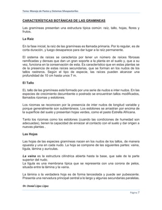 Tema: Manejo de Pastos y Sistemas Silvopastoriles
Dr. Otoniel López López
Página 7
CARACTERÍSTICAS BOTÁNICAS DE LAS GRAMINEAS
Las gramíneas presentan una estructura típica común: raíz, tallo, hojas, flores y
frutos.
La Raíz
En la fase inicial, la raíz de las gramíneas es llamada primaria. Por lo regular, es de
corta duración, y luego desaparece para dar lugar a la raíz permanente.
El sistema de raíces se caracteriza por tener un número de raíces fibrosas
ramificadas y densas que dan un gran soporte a la planta en el suelo y, que a su
vez, funciona en la conservación de esta. Es característico que en estas plantas se
de la presencia de estas raíces secundarias, que se forman en los nudos de los
tallos rastreros. Según el tipo de especie, las raíces pueden alcanzar una
profundidad de 10 cm hasta unos 7 m.
El Tallo
EL tallo de las gramíneas está formado por una serie de nudos e inter nudos. En las
especies de crecimiento decumbente o postrado se encuentran tallos modificados,
llamados rizomas y estolones.
Los rizomas se reconocen por la presencia de inter nudos de longitud variable y
porque generalmente son subterráneos. Los estolones se arrastran por encima de
la superficie del suelo y presentan hojas verdes, como el pasto Estrella Africana.
Tanto los rizomas como los estolones (cuando las condiciones de humedad son
adecuadas), tienen la capacidad de enraizar al contacto con el suelo y dar origen a
nuevas plantas .
Las Hojas
Las hojas de las especies gramíneas nacen en los nudos de los tallos, de manera
opuesta y una en cada nudo. La hoja se compone de las siguientes partes: vaina,
lígula, lámina y aurículas.
La vaina es la estructura cilíndrica abierta hasta la base, que sale de la parte
superior del nudo.
La lígula es una membrana típica que se representa con una corona de pelos,
situada entre la lámina y la vaina.
La lámina o la verdadera hoja es de forma lanceolada y puede ser pubescente.
Presenta una nervadura principal central a lo largo y algunas secundarias paralelas.
 