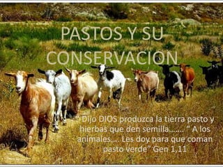 PASTOS Y SU
CONSERVACION

  “ Dijo DIOS produzca la tierra pasto y
   hierbas que den semilla……. “ A los
  animales…. Les doy para que coman
          pasto verde” Gen 1,11
 