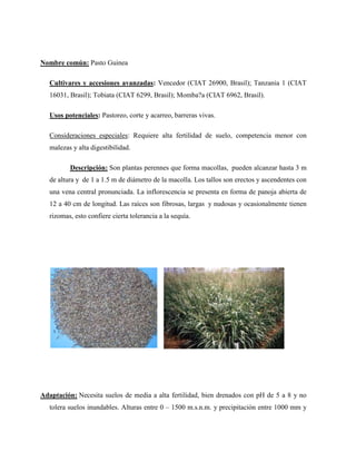 Nombre común: Pasto Guinea

   Cultivares y accesiones avanzadas: Vencedor (CIAT 26900, Brasil); Tanzania 1 (CIAT
   16031, Brasil); Tobiata (CIAT 6299, Brasil); Momba?a (CIAT 6962, Brasil).

   Usos potenciales: Pastoreo, corte y acarreo, barreras vivas.

   Consideraciones especiales: Requiere alta fertilidad de suelo, competencia menor con
   malezas y alta digestibilidad.

          Descripción: Son plantas perennes que forma macollas, pueden alcanzar hasta 3 m
   de altura y de 1 a 1.5 m de diámetro de la macolla. Los tallos son erectos y ascendentes con
   una vena central pronunciada. La inflorescencia se presenta en forma de panoja abierta de
   12 a 40 cm de longitud. Las raíces son fibrosas, largas y nudosas y ocasionalmente tienen
   rizomas, esto confiere cierta tolerancia a la sequía.




Adaptación: Necesita suelos de media a alta fertilidad, bien drenados con pH de 5 a 8 y no
   tolera suelos inundables. Alturas entre 0 – 1500 m.s.n.m. y precipitación entre 1000 mm y
 