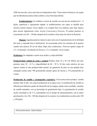 3500 mm por año, crece muy bien en temperaturas altas. Tiene menor tolerancia a la sequía
que los Brachiarias;tolera media sombra y crece bien bajo árboles.

       Establecimiento: Se establece a través de semilla con una tasa de siembra de 6 – 8
kg/ha, superficial y ligeramente tapada; el establecimiento con cepas es factible pero
necesita mucho manejo. Crece rápido y no compite bien con malezas, pero deja espacio
para asociar leguminosas como Arachis, Centrosema y Pueraria. El primer pastoreo se
recomienda a los 90 – 120 días después de la siembra o bien antes de iniciar la floración.

       Manejo: Aguanta pastoreo intensivo pero solo con el mantenimiento de la fertilidad
del suelo y responde bien a fertilización. Se recomienda retirar los animales de la pastura
cuando ésta alcance 20 cm de altura. Bajo estas condiciones, Panicum soporta cargas de
2.5 a 4 animales / ha durante las lluvias y 1.5 a 2 animales / ha en sequía.

Problemas: No adaptado a suelos muy ácidos y a baja fertilidad

Productividad, calidad de suelo y animal: Produce entre 10 y 30 t de MS/ha por año;
proteína entre 10 - 14 % y digestibilidad de 60 - 70 %. El alto valor nutritivo de esta
especie resulta en alta productividad animal; las ganancias de peso en una pradera bien
manejada oscilan entre 700 g/animal/día durante época de lluvias y 170 g/animal/día en
verano.

Producción de semilla y propagación vegetativa: Panicummaximum produce semilla
durante todo el año, con mayor producción en la época seca. La producción de semilla se
dificulta por diferentes grados de desarrollo de las espigas, dando como resultado cosechas
de semilla inmadura, con un porcentaje de germinación bajo. La germinación de semilla
recién cosechada es de 5 %, aumentando con el tiempo de almacenamiento, con la mejor
germinación a los 160 - 190 días después de la cosecha. Los rendimientos oscilan entre 250
y 350 kg/ha.




   Panicummaximum - Pasto Guinea
 