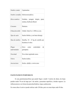 Nombre común        Capinmelao


Nombre científico Melinisminutiflora.


Otros nombres       Gordura, yaraguá, chopin, pasto
                    melaza, hierba de Brasil.


Consumo             Pastoreo.


Clima favorable     Cálido. Entre 0 y 1.500 m.s.n.m.


Tipo de suelo       Suelos fértiles y con buen drenaje.


Tipo de siembra     Semilla, 10 - 15 kg de semilla por
                    hectárea al voleo.


Plagas            y Sirve       como     controlador   de
enfermedades        garrapatas.


Toxicidad           No se han registrado casos.


Tolera              Suelos ácidos.


Asociaciones        Kudzu, alfalfa y centrocema.




PASTO PANICEN PURPUREUM

         Es una gramíneamacollosa que puede llegar a medir 3 metros de altura, las hojas
pueden medir 70 cm de largo por 3 de ancho y presentan superficie y bordes rugosos. La
inflorescencia es en forma de paniculacilindrica, larga y pubescente.

En zonas altas el corte se puede realizar cada 120 días, pero en zonas bajas cada 45 días.
 
