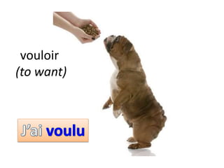vouloir
(to want)