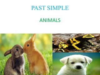 PAST SIMPLE
ANIMALS
 