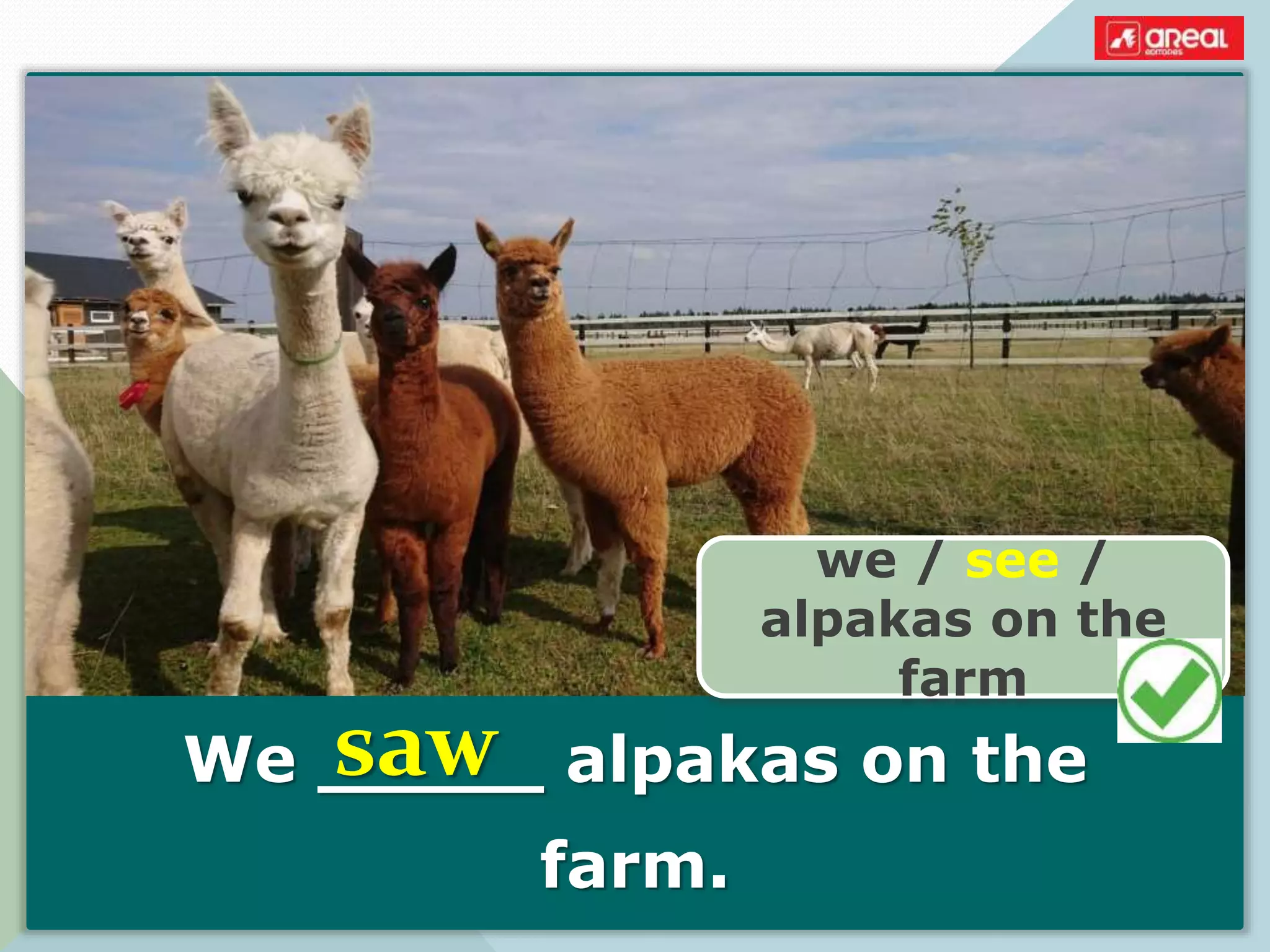 We _____ alpakas on the
farm.
we / see /
alpakas on the
farm
saw
 