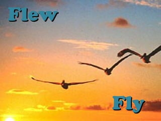 FlyFly
FlewFlew
 
