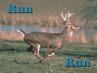 RunRun
RunRun
 
