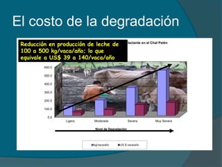 El costo de la degradación 
Pérdidas debidas a degradación de pasturas en ganado lactante en el Chal Petén 
Reducción en producción de leche de 
100 a 500 kg/vaca/año; lo que 
equivale a US$ 39 a 140/vaca/año 
600.0 
500.0 
400.0 
300.0 
200.0 
100.0 
0.0 
Ligera Moderada Severa Muy Severa 
Nivel de Degradación 
kg/vaca/año US $ vaca/año 
 