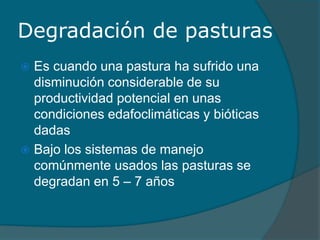Degradación de pasturas 
 Es cuando una pastura ha sufrido una 
disminución considerable de su 
productividad potencial en unas 
condiciones edafoclimáticas y bióticas 
dadas 
 Bajo los sistemas de manejo 
comúnmente usados las pasturas se 
degradan en 5 – 7 años 
 