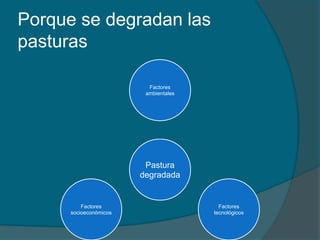 Porque se degradan las 
pasturas 
Factores 
ambientales 
Pastura 
degradada 
Factores 
tecnológicos 
Factores 
socioeconómicos 
 