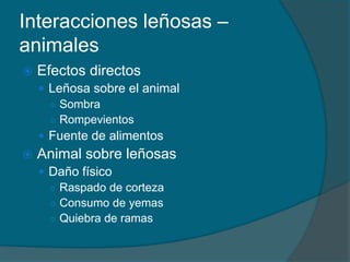 Interacciones leñosas – 
animales 
 Efectos directos 
 Leñosa sobre el animal 
○ Sombra 
○ Rompevientos 
 Fuente de alimentos 
 Animal sobre leñosas 
 Daño físico 
○ Raspado de corteza 
○ Consumo de yemas 
○ Quiebra de ramas 
 