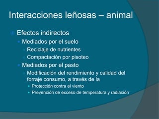 Interacciones leñosas – animal 
 Efectos indirectos 
 Mediados por el suelo 
○ Reciclaje de nutrientes 
○ Compactación por pisoteo 
 Mediados por el pasto 
○ Modificación del rendimiento y calidad del 
forraje consumo, a través de la 
 Protección contra el viento 
 Prevención de exceso de temperatura y radiación 
 