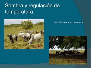 Sombra y regulación de 
temperatura 
2 – 3 oC menos en la sombra 
 