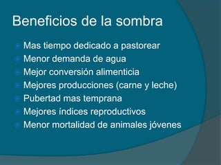 Beneficios de la sombra 
 Mas tiempo dedicado a pastorear 
 Menor demanda de agua 
 Mejor conversión alimenticia 
 Mejores producciones (carne y leche) 
 Pubertad mas temprana 
 Mejores índices reproductivos 
 Menor mortalidad de animales jóvenes 
 