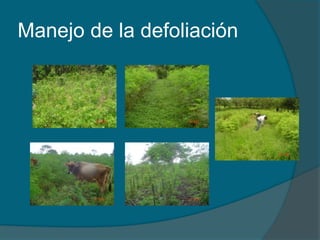 Manejo de la defoliación 
 