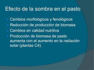 Efecto de la sombra en el pasto 
 Cambios morfológicos y fenológicos 
 Reducción de producción de biomasa 
 Cambios en calidad nutritiva 
 Producción de biomasa de pasto 
aumenta con el aumento en la radiación 
solar (plantas C4) 
 