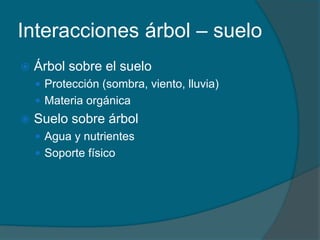 Interacciones árbol – suelo 
 Árbol sobre el suelo 
 Protección (sombra, viento, lluvia) 
 Materia orgánica 
 Suelo sobre árbol 
 Agua y nutrientes 
 Soporte físico 
 