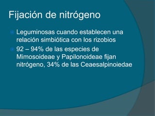 Fijación de nitrógeno 
 Leguminosas cuando establecen una 
relación simbiótica con los rizobios 
 92 – 94% de las especies de 
Mimosoideae y Papilonoideae fijan 
nitrógeno, 34% de las Ceaesalpinoiedae 
 