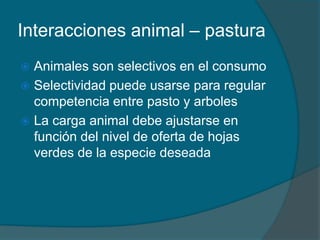 Interacciones animal – pastura 
 Animales son selectivos en el consumo 
 Selectividad puede usarse para regular 
competencia entre pasto y arboles 
 La carga animal debe ajustarse en 
función del nivel de oferta de hojas 
verdes de la especie deseada 
 