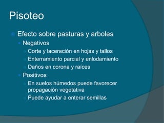 Pisoteo 
 Efecto sobre pasturas y arboles 
 Negativos 
○ Corte y laceración en hojas y tallos 
○ Enterramiento parcial y enlodamiento 
○ Daños en corona y raíces 
 Positivos 
○ En suelos húmedos puede favorecer 
propagación vegetativa 
○ Puede ayudar a enterar semillas 
 