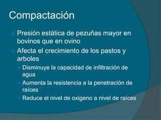 Compactación 
 Presión estática de pezuñas mayor en 
bovinos que en ovino 
 Afecta el crecimiento de los pastos y 
arboles 
 Disminuye la capacidad de infiltración de 
agua 
 Aumenta la resistencia a la penetración de 
raíces 
 Reduce el nivel de oxigeno a nivel de raíces 
 