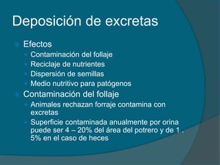 Deposición de excretas 
 Efectos 
 Contaminación del follaje 
 Reciclaje de nutrientes 
 Dispersión de semillas 
 Medio nutritivo para patógenos 
 Contaminación del follaje 
 Animales rechazan forraje contamina con 
excretas 
 Superficie contaminada anualmente por orina 
puede ser 4 – 20% del área del potrero y de 1 . 
5% en el caso de heces 
 