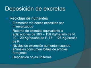 Deposición de excretas 
 Reciclaje de nutrientes 
 Elementos vía heces necesitan ser 
mineralizados 
 Retorno de excretas equivalente a 
aplicaciones de 100 – 150 Kg/ha/año de N, 
10 – 20 Kg/ha/año de P, 75 – 125 Kg/ha/año 
de K 
 Niveles de excreción aumentan cuando 
animales consumen follaje de arboles 
forrajeros 
 Deposición no es uniforme 
 