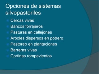 Opciones de sistemas 
silvopastoriles 
 Cercas vivas 
 Bancos forrajeros 
 Pasturas en callejones 
 Arboles dispersos en potrero 
 Pastoreo en plantaciones 
 Barreras vivas 
 Cortinas rompevientos 
 