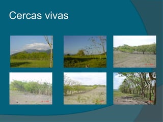 Cercas vivas 
 