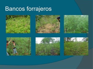 Bancos forrajeros 
 