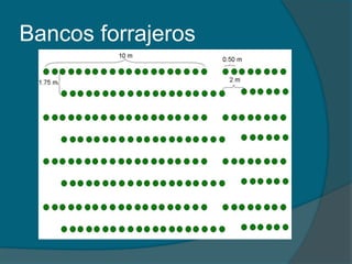 Bancos forrajeros 
 