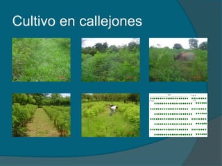 Cultivo en callejones 
 