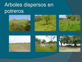 Arboles dispersos en 
potreros 
 