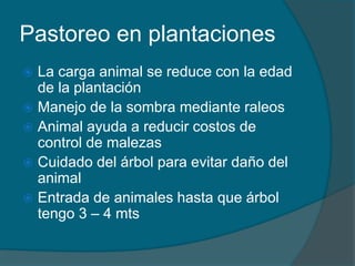 Pastoreo en plantaciones 
 La carga animal se reduce con la edad 
de la plantación 
 Manejo de la sombra mediante raleos 
 Animal ayuda a reducir costos de 
control de malezas 
 Cuidado del árbol para evitar daño del 
animal 
 Entrada de animales hasta que árbol 
tengo 3 – 4 mts 
 