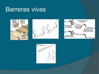 Barreras vivas 
 