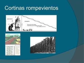 Cortinas rompevientos 
