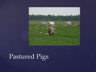 Pastured Pigs
 