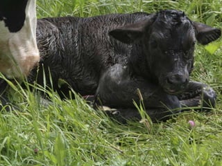 PPPP
Pasture Points to Ponder…
 