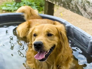 PPPP
Pasture Points to Ponder…
 